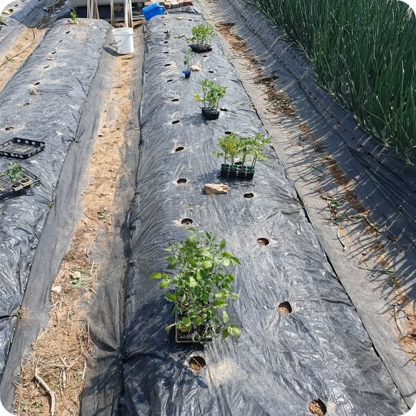 텃밭에 토마토를 심으려고 계획한 두둑 위 구매한 토마토 모종이 올려져 있는 모습
