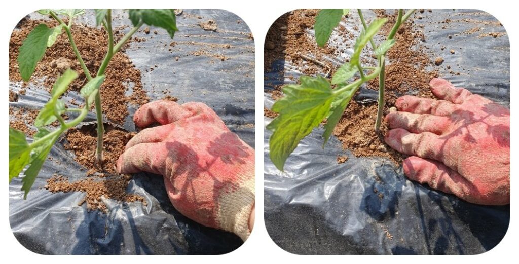 토마토 모종을 심을 때 모종이 흔들리지 않도록 모종 포트 주변으로 흙을 옆으로 채우고 눌러주는 모습