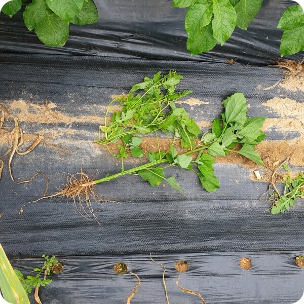 감자 텃밭에 성장하는 잡초를 제거한 모습